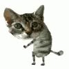 Cat Dancing GIF - Cat Dancing - Discover & Share GIFs