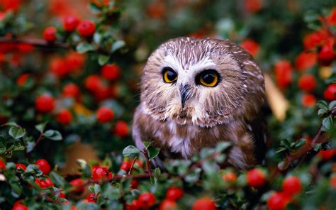 Flora and Fauna Wallpaper: Natural Slpendor | Cute owls wallpaper, Pet ...