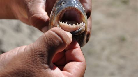 Piranha species 150 million years old found in Germany