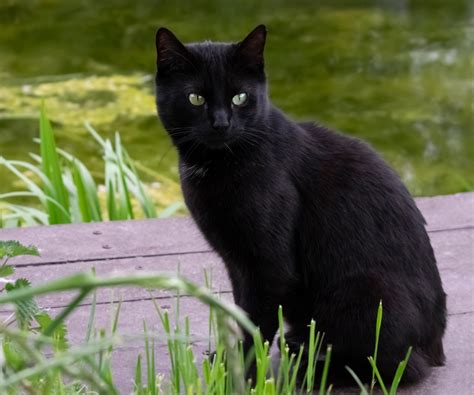 20 Black Cat Breeds | PetMD