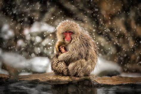 1920x1200 resolution | grey primate, monkey, snow, macaques, baby ...