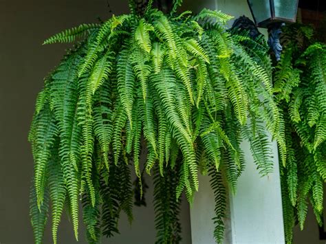 Hanging Fern Care Guide – Where Do Hanging Ferns Grow Best | Gardening ...