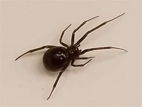 Female Steatoda grossa (False Black Widow) in Enumclaw, Washington ...