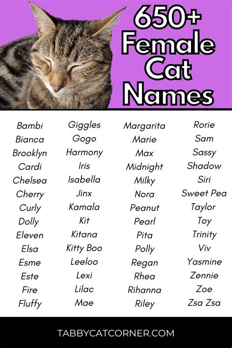 Stylish and Unique Female Cat Names