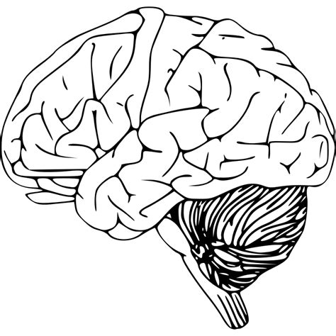 Free Brain Outline Png, Download Free Brain Outline Png png images ...