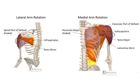 Muscles – Advanced Anatomy 2nd. Ed.