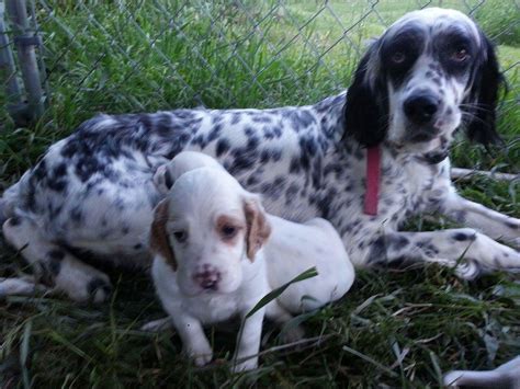 English Setter Puppies For Sale | Morrice, MI #212457