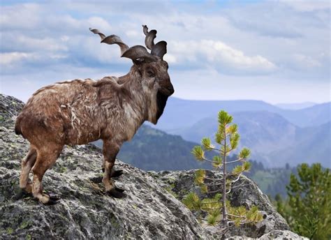 a goat standing on top of a rocky mountain