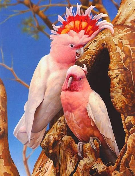 A Major Mitchell's Cockatoo Pair. | Colorful birds, Beautiful birds ...