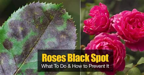 Black Spot On Roses: What To Do And How to Prevent It | Black spot on ...