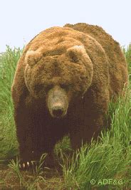 World Record Kodiak Bear Size