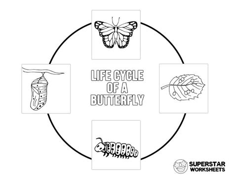 Butterfly Life Cycle Worksheet – E Street Light