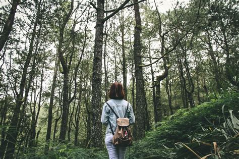 Forest or Nature Bathing: Ancient Practices, Modern Uses, and the ...