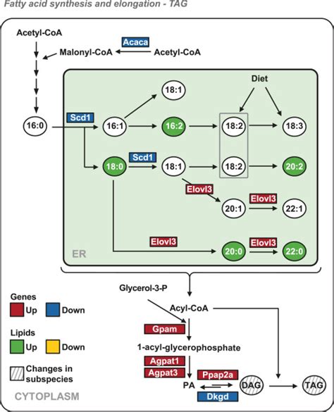 The Fatty Acid Elongation and TAG Biosynthesis Pathways Are Induced in ...