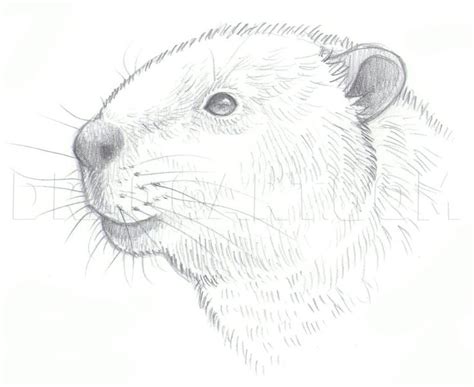 How To Draw Beavers, Step by Step, Drawing Guide, by makangeni ...