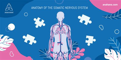 Somatic Nervous System - Functions, Definition Psychology, Examples