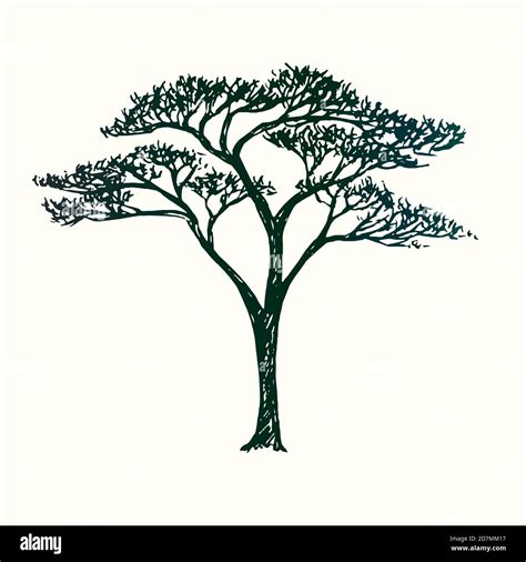 Acacia tree silhouette, hand drawn doodle sketch, black and white ...