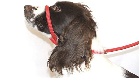 Best dog training leads to teach your pup obedience, heel work and recall