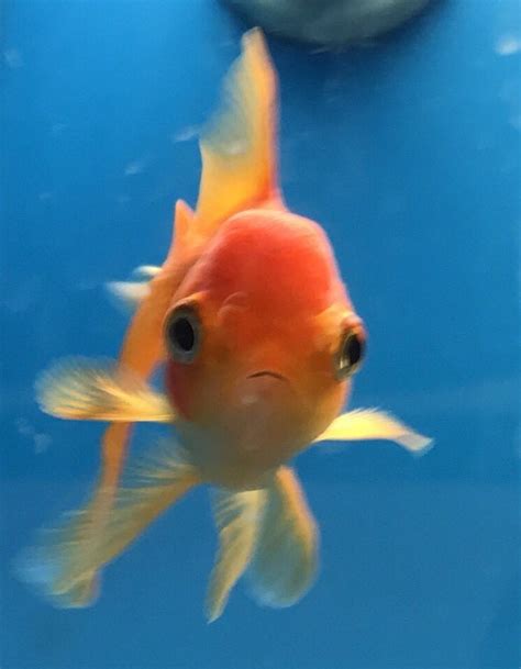 Create meme "goldfish aquarium, fish goldfish, goldfish telescopes ...