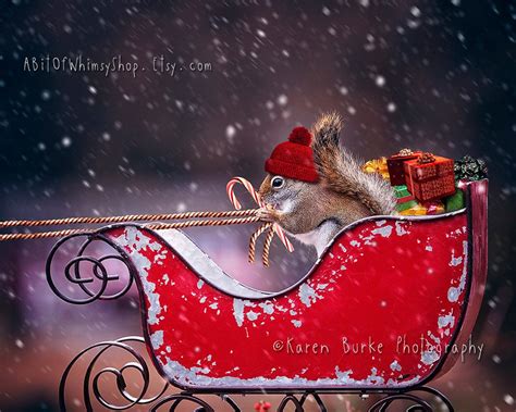 Christmas Squirrel Photography Print Holiday Wall Art - Etsy