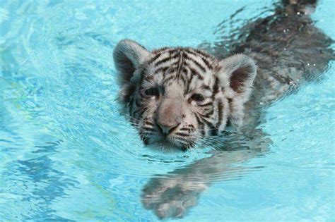 Cute swimming tiger Cute Little Animals, Baby Animals, Adorable Animals ...