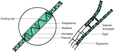 CHLOROPHYTA MULTISELULER. traits, habitat, cell structure, reproduction ...