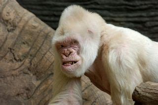 Photos: Snowflake the Albino Gorilla | Albino Animals | Live Science