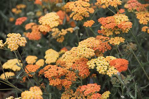 Buy yarrow Achillea 'Terracotta': Delivery by Crocus