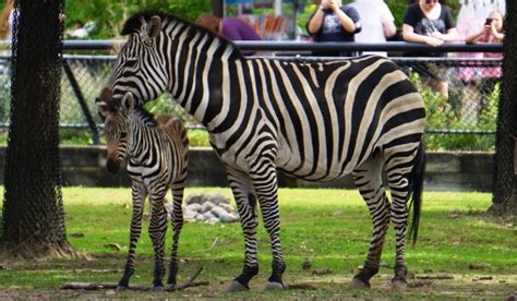 Como Zoo Welcomes Baby Zebra! - Como Park Zoo and Conservatory Como ...