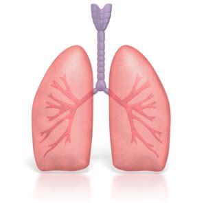 Human Lungs Breathing | 3D Animated Clipart for PowerPoint ...