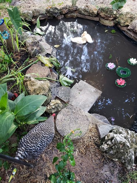 10+ Diy Duck Pond Ideas – DECOOMO