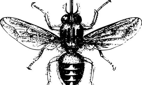 A tsetse fly's bite can be fatal: new research takes a step toward ...