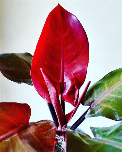 Top 10 Houseplants With Red Leaves - Thursd