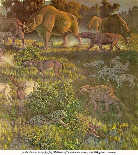 From The Cenozoic Era Animals And Plants