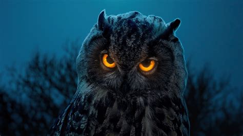 Owl Glowing Eyes 4k Wallpaper