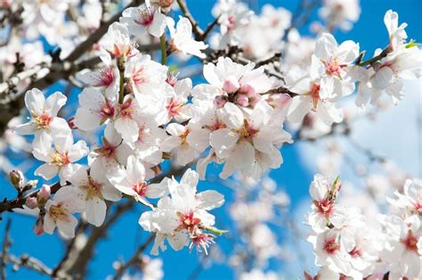 My Almond Tree Won't Bloom - Why Are There No Almond Blossoms This ...