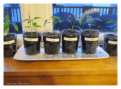 Experiments for Kids | Effecting Plant Growth