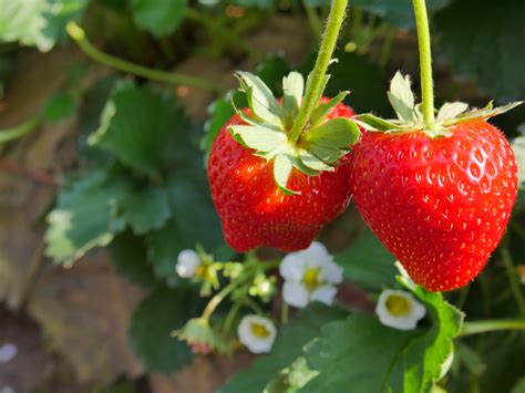 Strawberry Plant Flowers And Berries