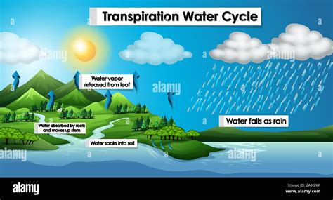 Diagram showing transpiration water cycle illustration Stock Vector ...