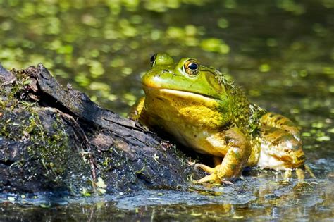 Wondering if "Frogs Eat Mice?": Let's Find Out