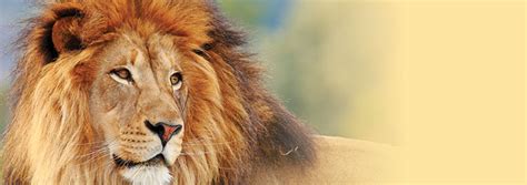 The Lion's Mane | The Institute for Creation Research