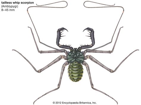 Tailless whip scorpion | Nocturnal, Cave-Dwelling, Venomous | Britannica