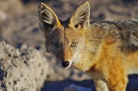 Jackal face stock image. Image of face, carnivore, etosha - 74433331