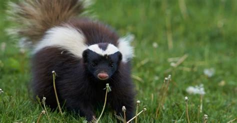 Skunk Spirit Animal Symbolism & ความหมาย | Newagepitbulls