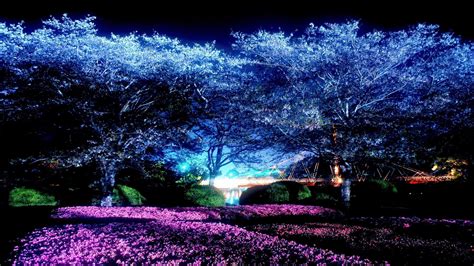 Night Wallpaper Anime Cherry Blossom Background - 432871 Petals Kimono ...