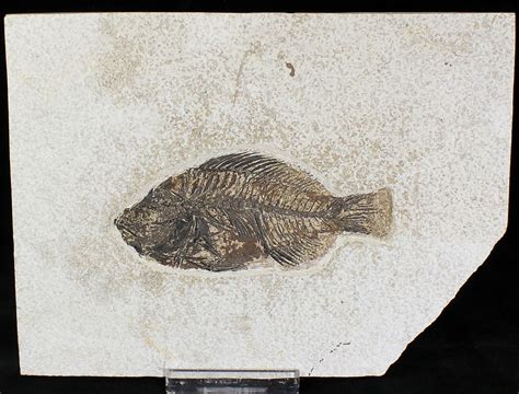 4.45" Priscacara Fossil Fish - Kemmerer, Wyoming (#20823) For Sale ...