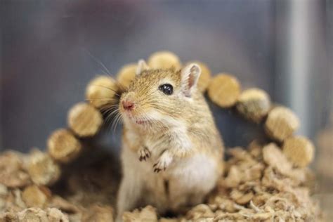 Gerbil care | Animal Humane Society