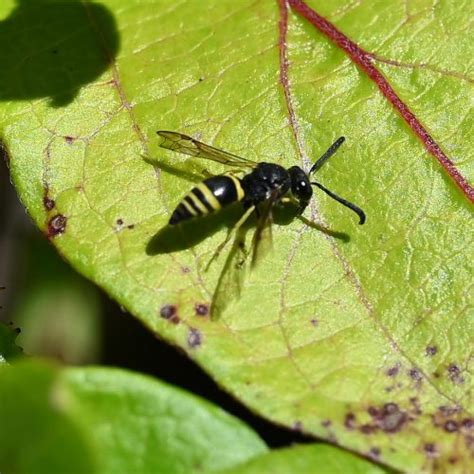 Potter wasp - Friends of Heene Cemetery