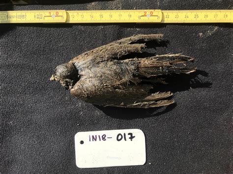 46,000-year-old bird, frozen in Siberian permafrost, looks like it ...