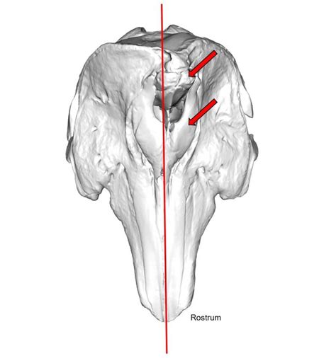 narwhal-skull-illustration | EarthSky